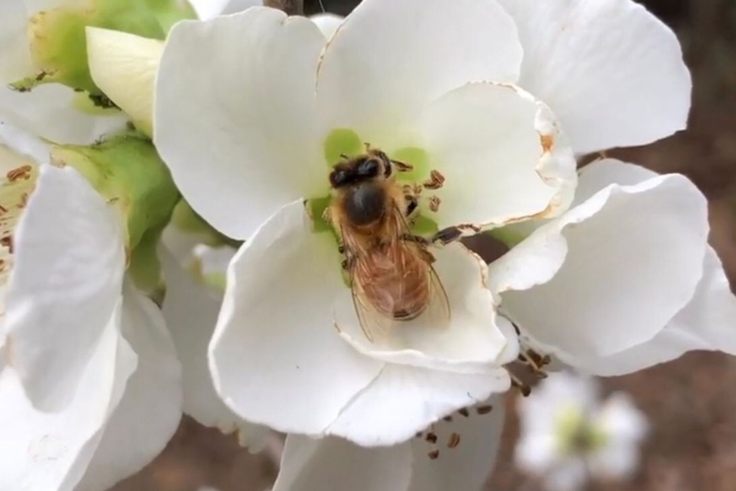 ¿Qué sería del mundo si nos quedáramos sin abejas?