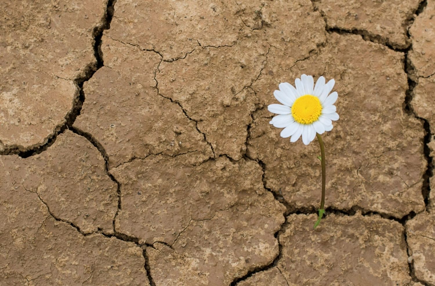 La palabra en latín llamada resilios, que significa “dejar atrás”, “resurgir”.