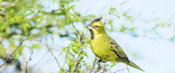 Aves y mamíferos autóctonos de Entre Ríos fueron declarados monumentos naturales