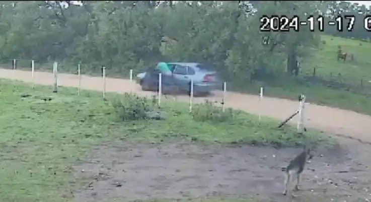 Sancionarán al vecino que abandonó a una perra con sus cachorros