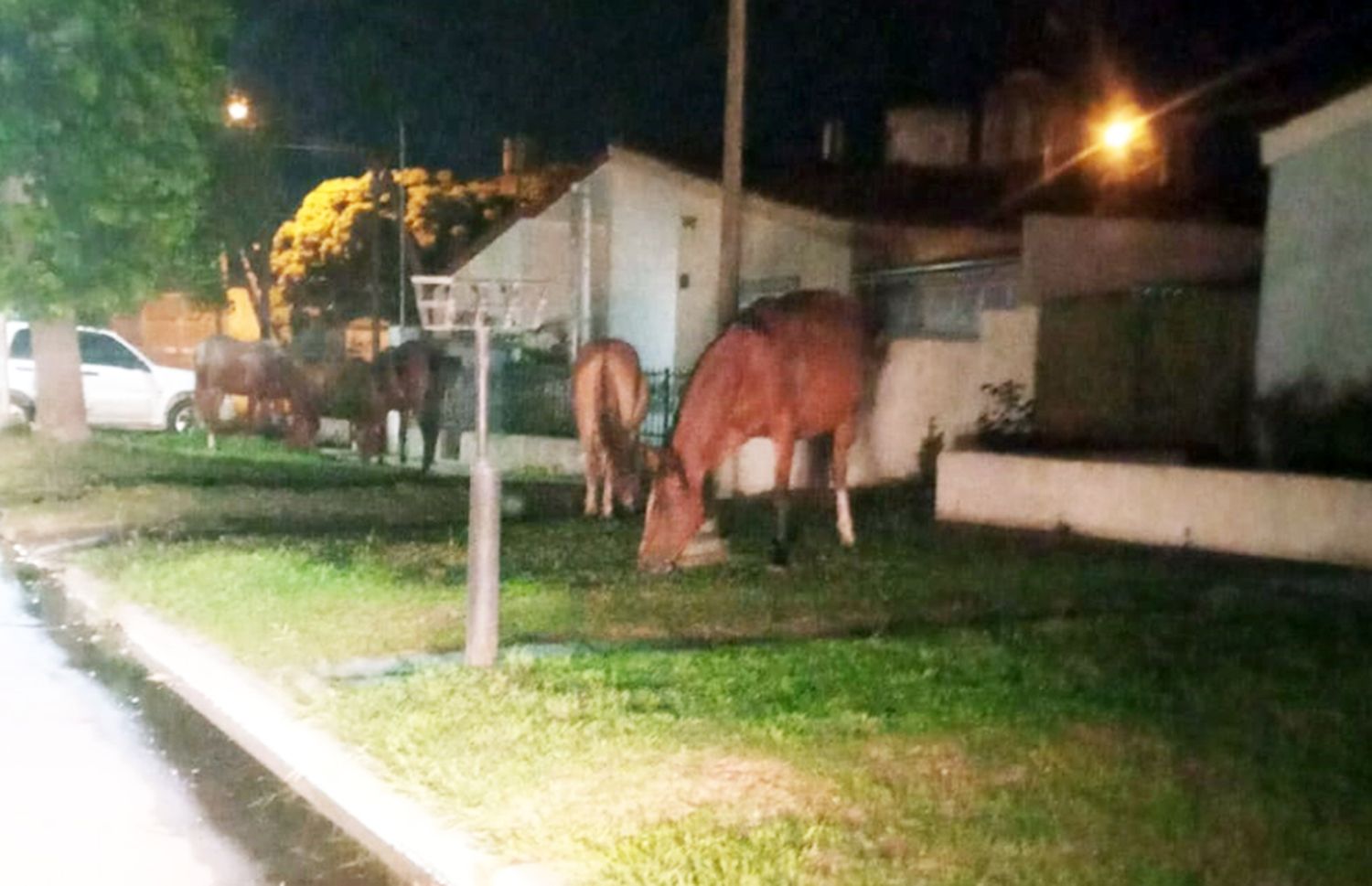 En la zona. De avenida 75 y calle 100, los equinos sobre la vereda de las viviendas