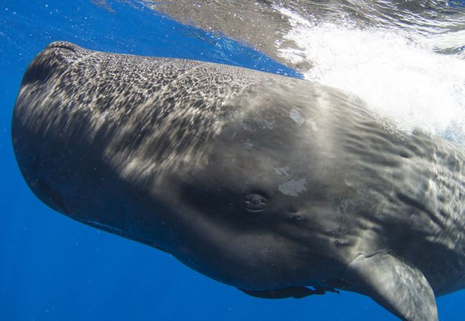 El trabajo realizado sobre los cachalotes ha revelado que la comunicación entre estos animales supone una compleja combinación de sonidos.