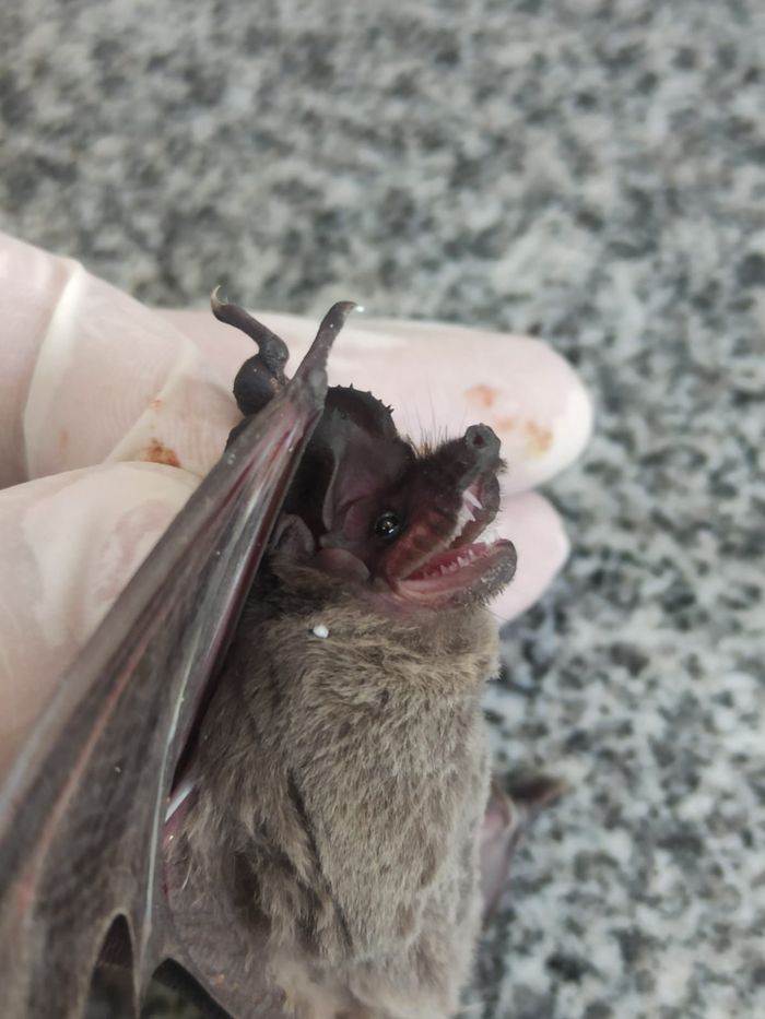Se detectó un caso de murciélago positivo a rabia y se activa el anillo sanitario