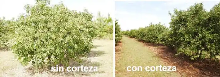 Mulching de corteza de eucaliptos como  protección y control de malezas en cítricos