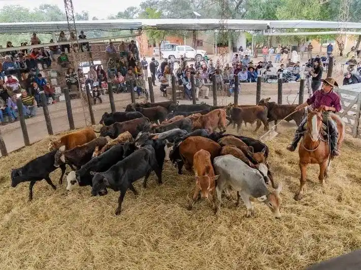 Productores paipperos del centro oeste 
comercializaron más de mil cabezas de ganado