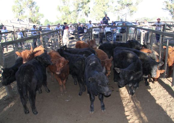 Los Arzoz adelantan para este jueves su venta en la feria