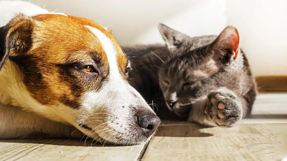 imagen ilustrativa perros y gatos