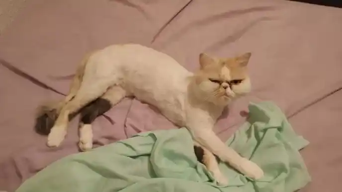 Una gatita sobrevivió 45 minutos dentro de un lavarropas funcionando: "No la vi"