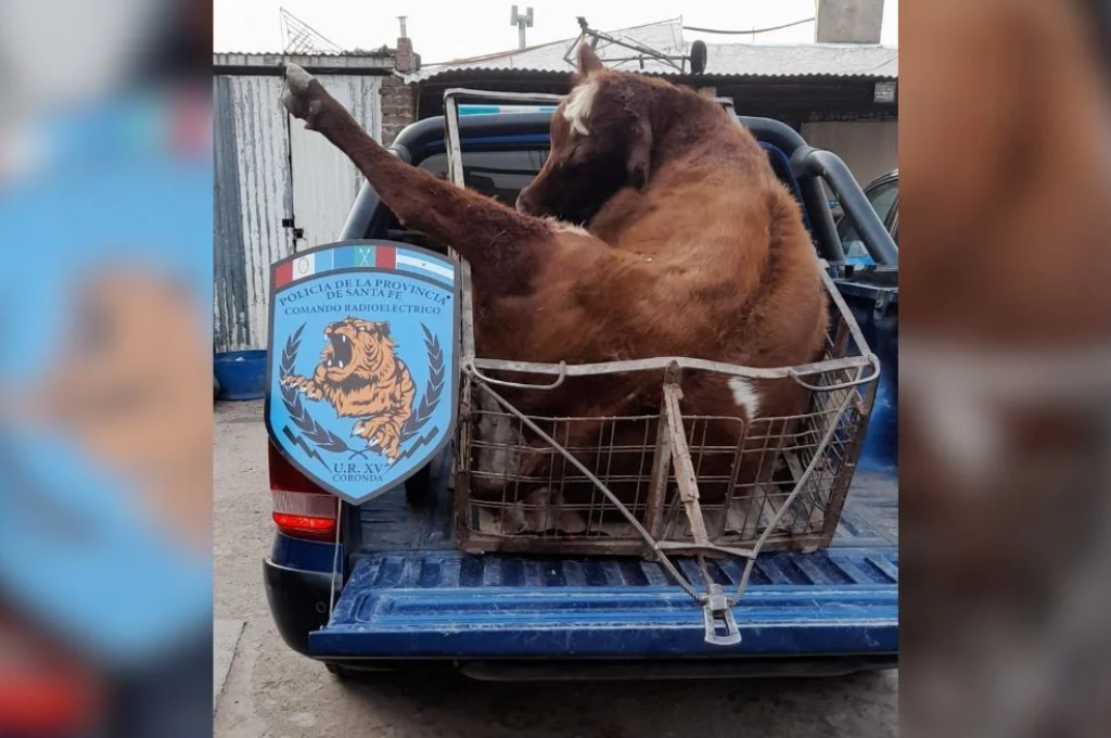 El animal de unos 250 kilos.