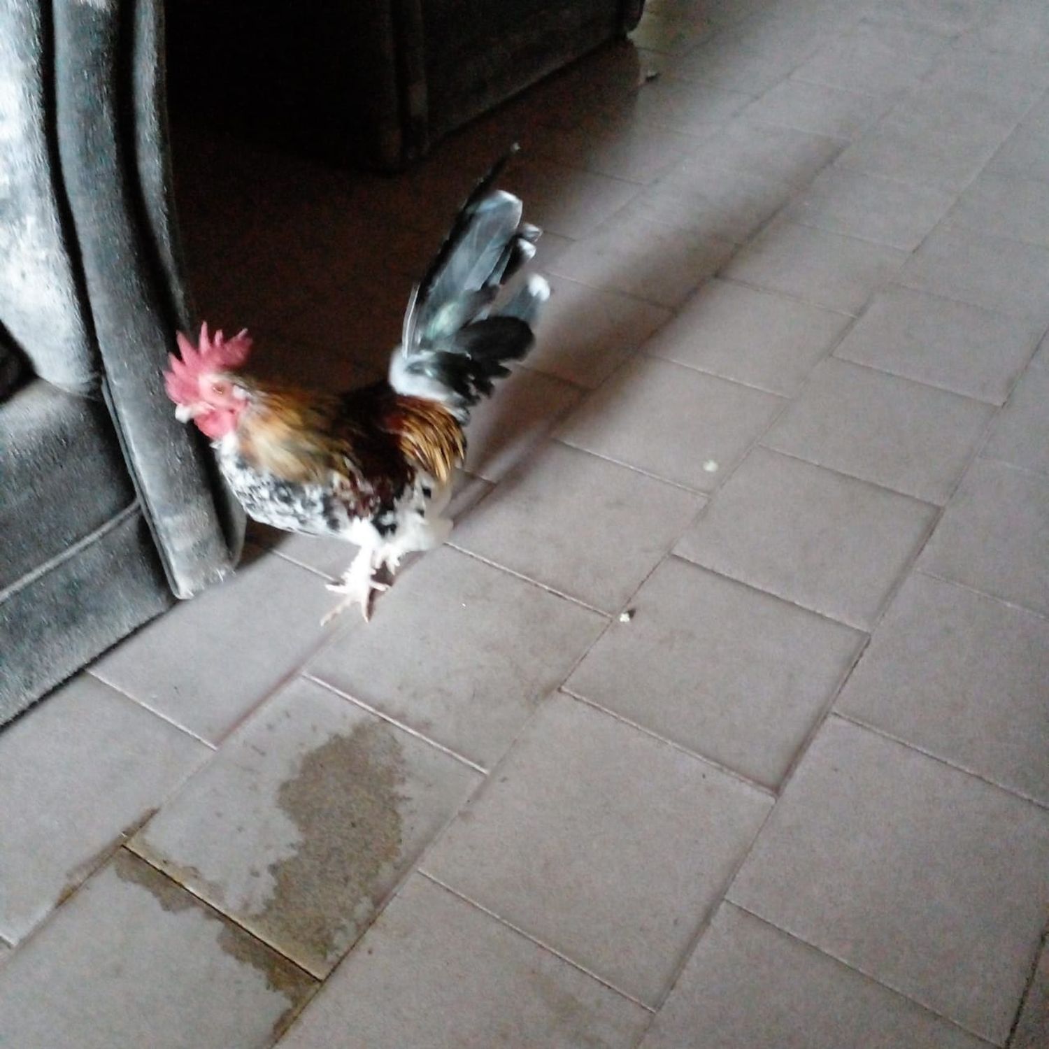 Encontraron un gallo pigmeo