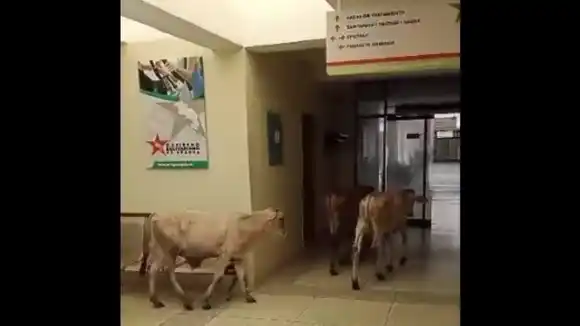 Rebaño de vacas se coló en hospital de Ocumare de la Costa, y NO ESTABAN ENFERMAS (VIDEO)