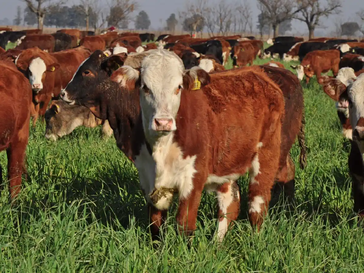 Granos, carne y leche: los números de la sequía