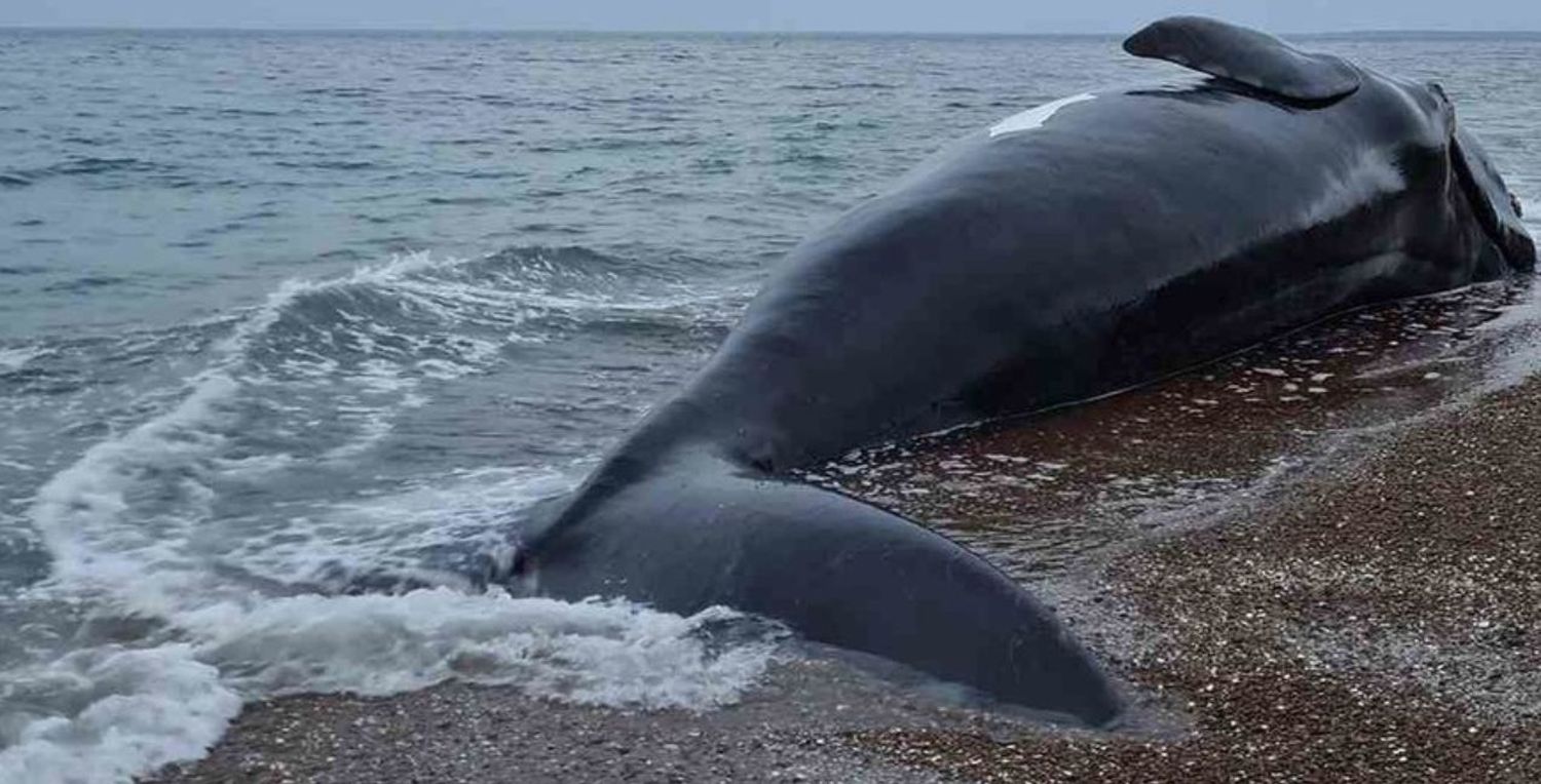 Misterio en Chubut: aparecieron seis ballenas muertas