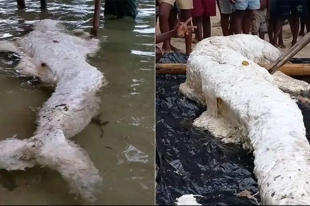 Los lugareños sacaron la misteriosa masa del agua para verla mejor.