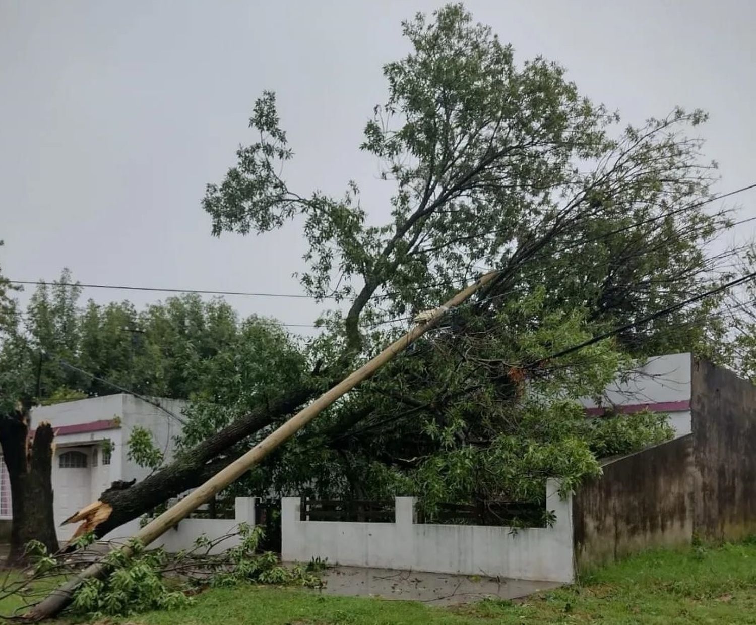 Uno de los árboles cayó sobre una vivienda.