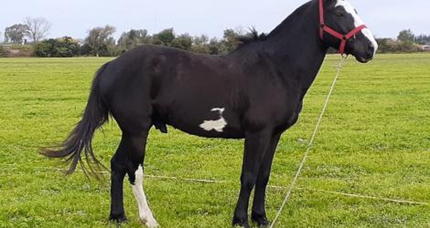 Buscan a este caballo