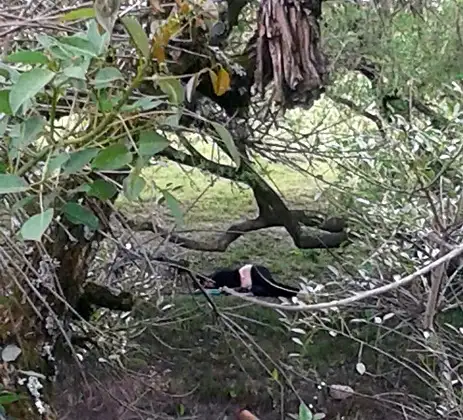 Conmoción y miedo en el Parque: No estaba muerta, estaba de parranda