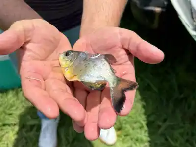 Liberaron 300 ejemplares de pacú en el Paraná Medio para reforzar especies nativas en Entre Ríos