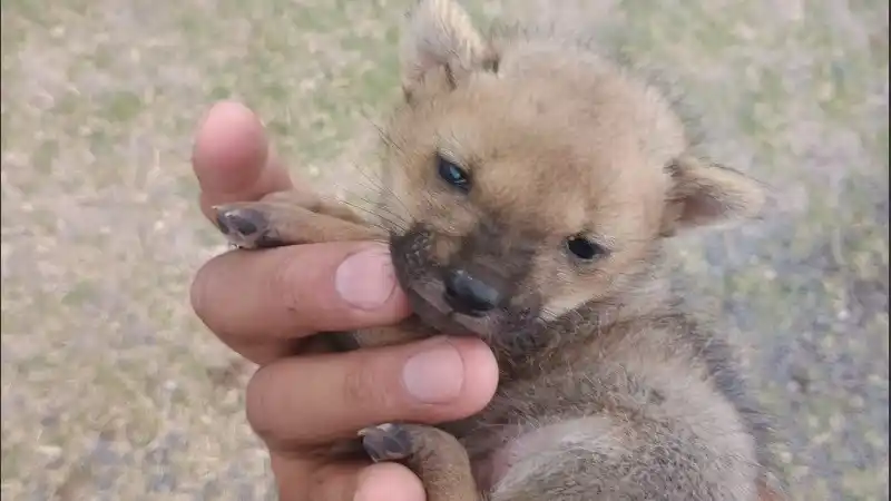 El zorrito bebé. (Ministerio de Seguridad)