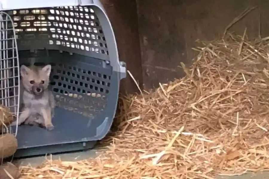 Lo adoptaron de cachorro pensando que era un perro, y se llevaron una sorpresa cuando empezó a crecer: “Gruñía e intentaba morder”