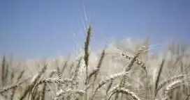 Según la FAO: “Mejoran las perspectivas mundiales para el maíz, trigo y arroz”