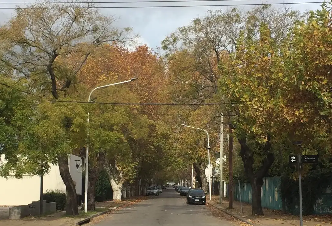 Los ejemplares que el grupo Defensa del Arbolado busca proteger se encuentran ubicados sobre Richieri.
