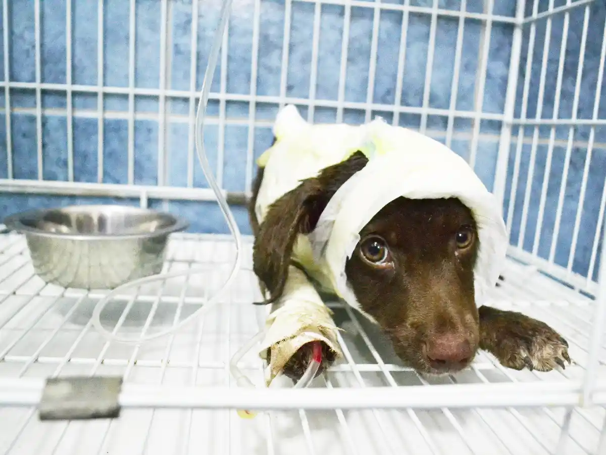 Realizan una marcha contra el maltrato animal