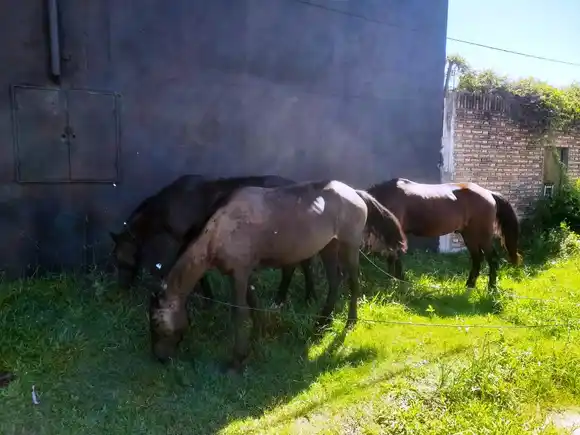 Comienza el programa de registro de usuarios de tracción a sangre