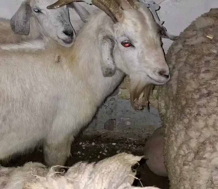Encontraron gallinas, cerdos, ovejas y cabras.