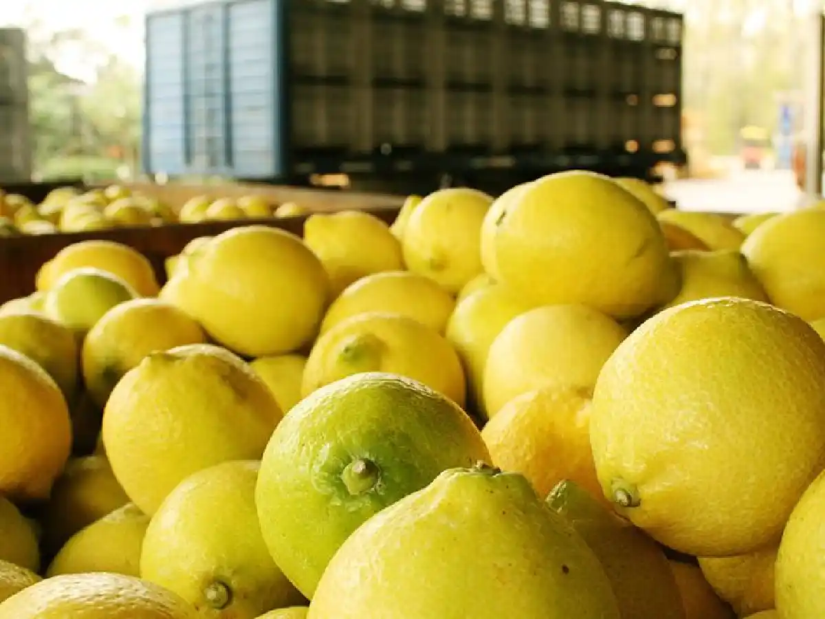 La Argentina exportó el primer  cargamento de limones a Brasil 