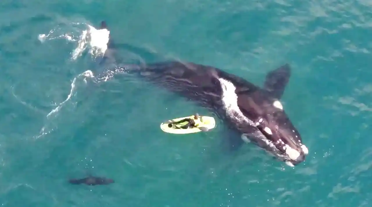 Las ballenas Francas realizan su migración hacia el sur para el período de apareamiento.