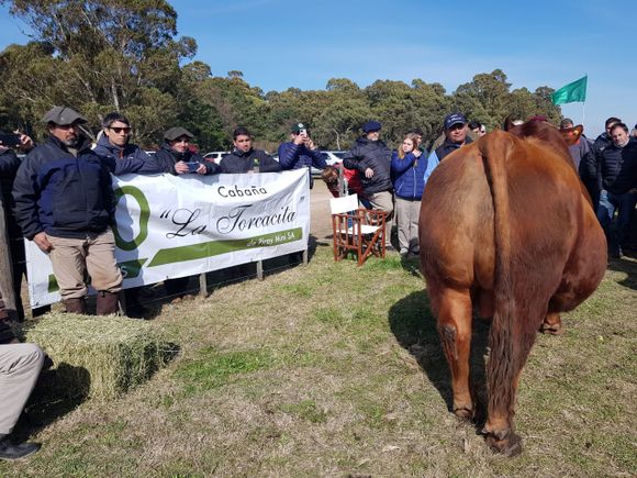 La Torcacita: exitoso día de campo y preofertas abiertas