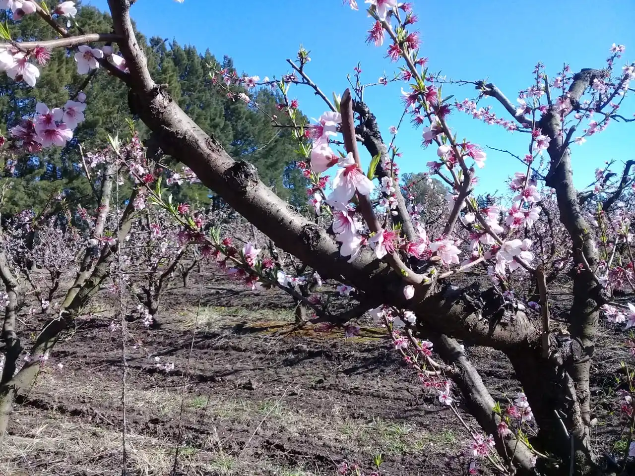 Hubo heladas y pronostican temperaturas bajo cero para el viernes