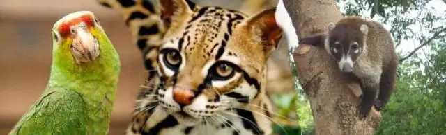 El mejor lugar para la fauna silvestre es su propio hogar