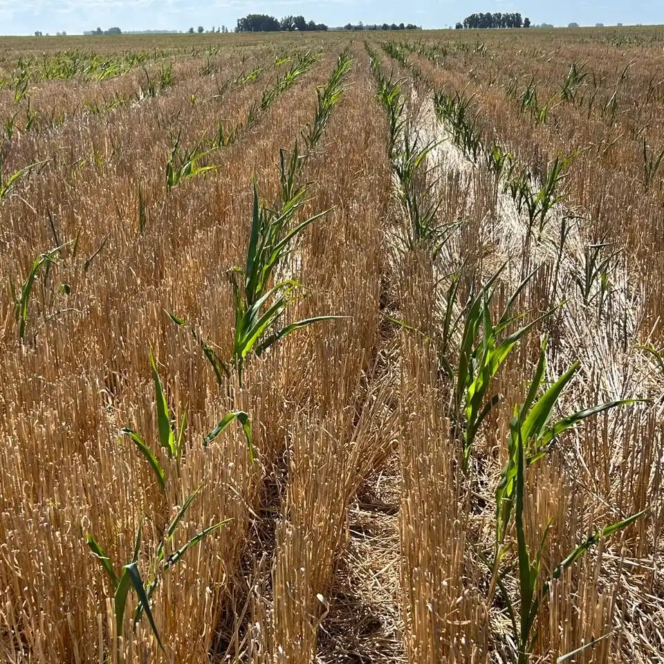 maiz de segunda sufriendo