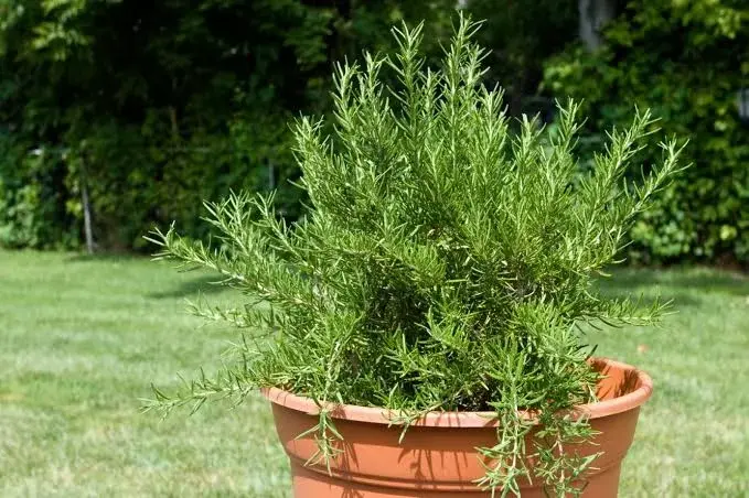 El secreto de la Royal Horticultural Society para que tu romero no muera