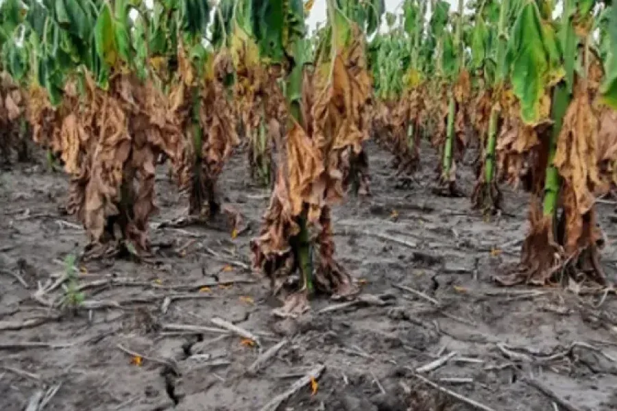 La provincia declaró la emergencia agropecuaria en todo el territorio por la sequía