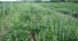 Cómo prevenir el ingreso de malezas resistentes al lote