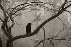 Nevermore