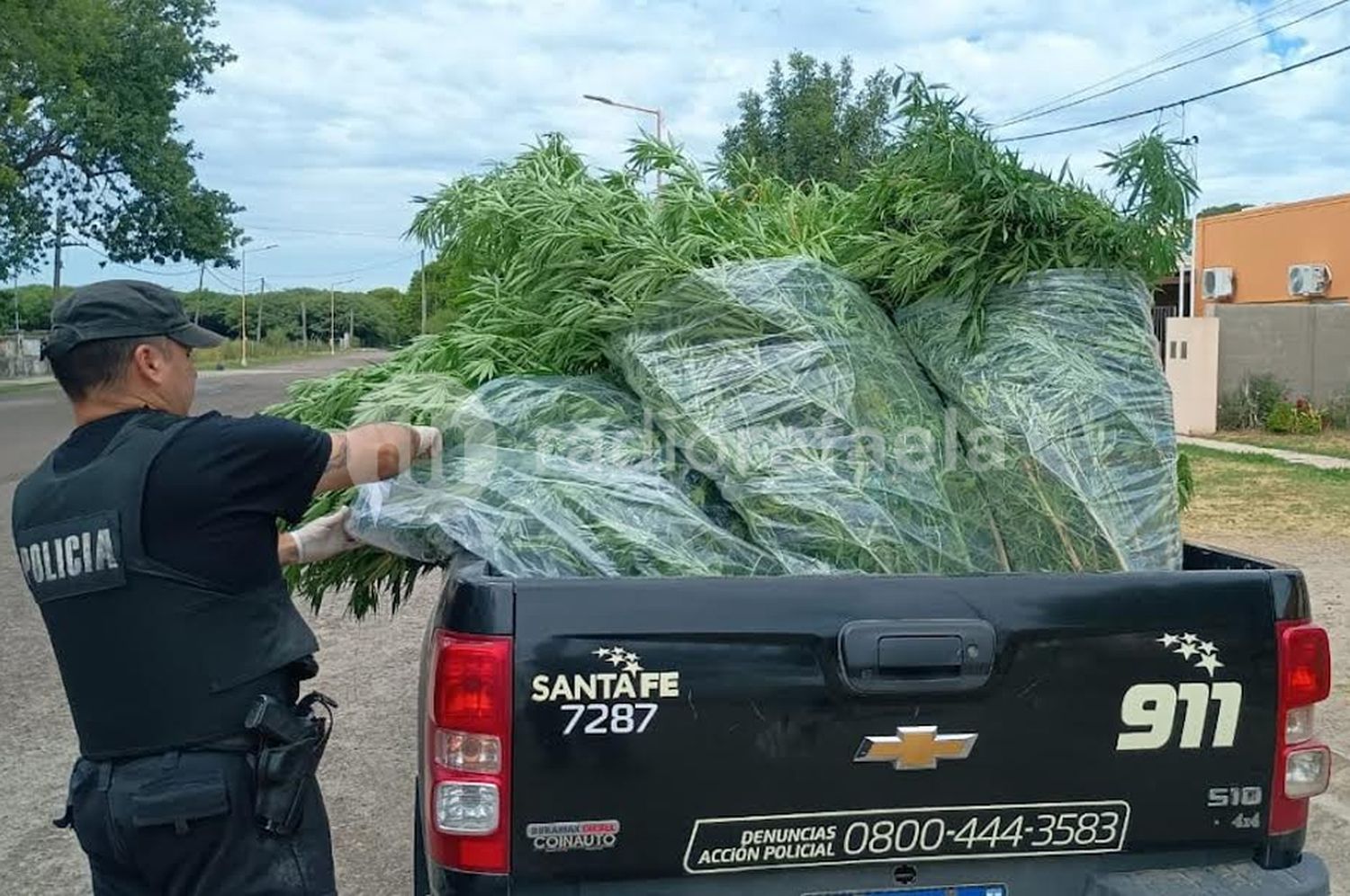 Buscaban objetos robados, pero se encontraron con una gran plantación de cannabis