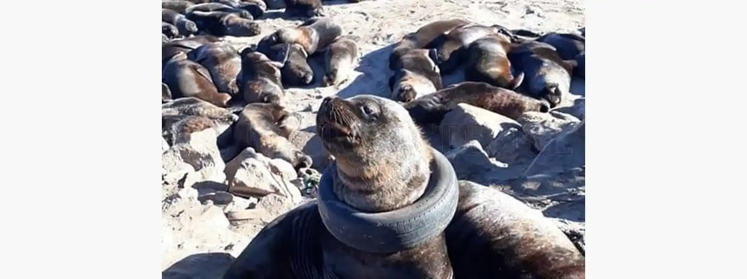 Neumático en el cuello de un lobo marino: “La basura siempre llega a las playas”