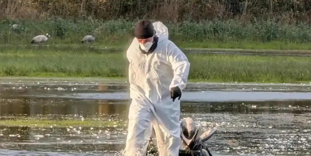 Un voluntario con traje protector saca del agua una grulla muerta en Brandeburgo.