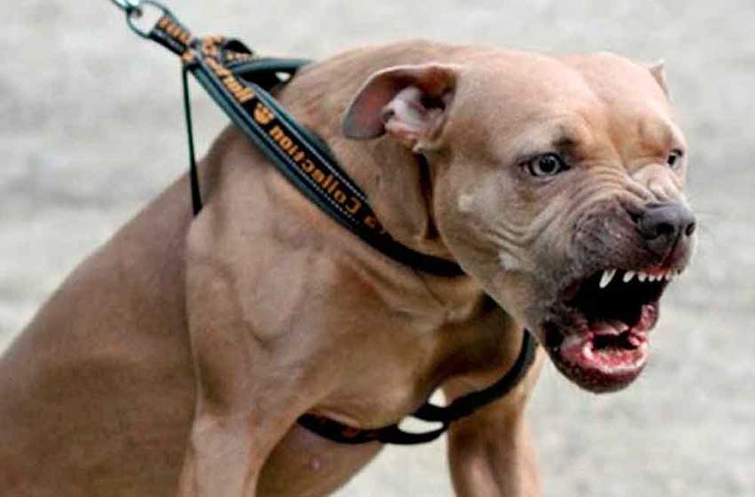 Mató con un machete a un pitbull que quiso atacar a su hijo