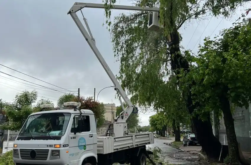 Temporal en Mar del Plata: 6 arboles caídos por las ráfagas de 60km/h