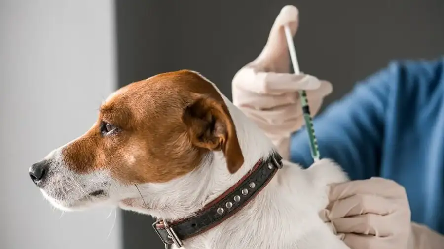 La vacunación antirrábica de perros y gatos es obligatoria en Argentina.