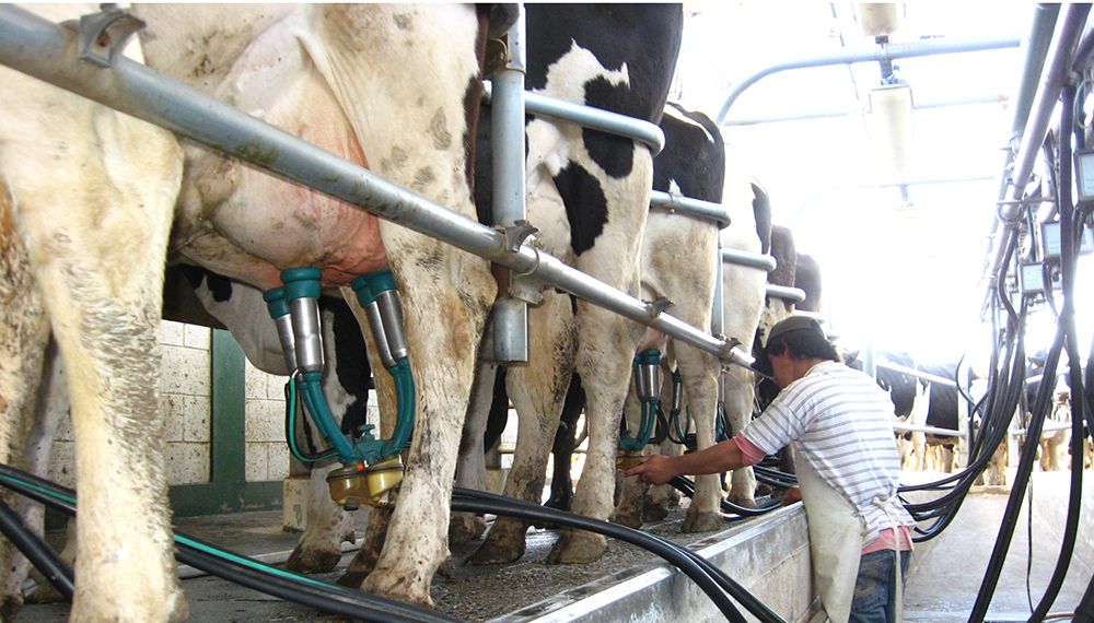 En Entre Ríos, las medidas para la lechería tendrán un impacto positivo de 1.466.813 dólares