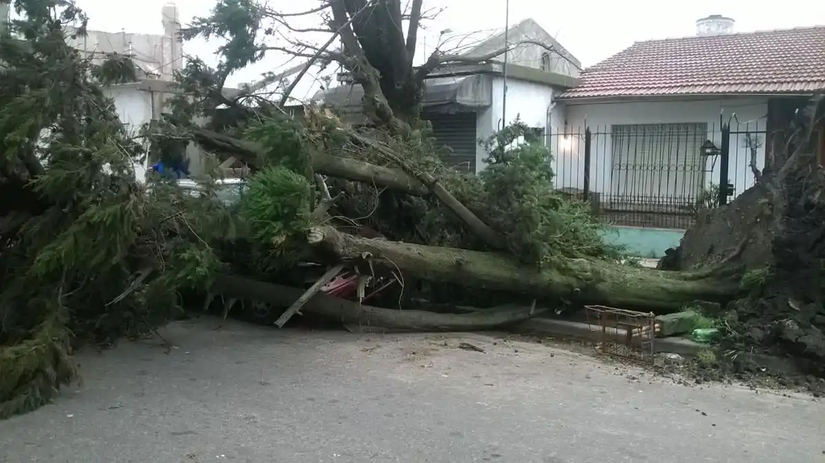 Temporal: al menos 15 árboles caídos y reclamos por cortes de luz