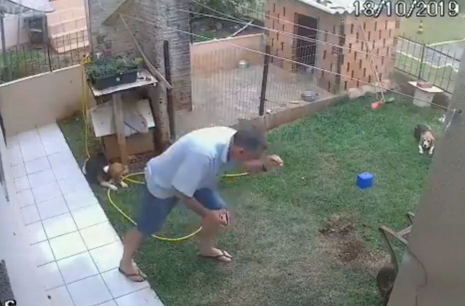 Video: lo mandaron a sacar los hormigueros y terminó con el patio explotado