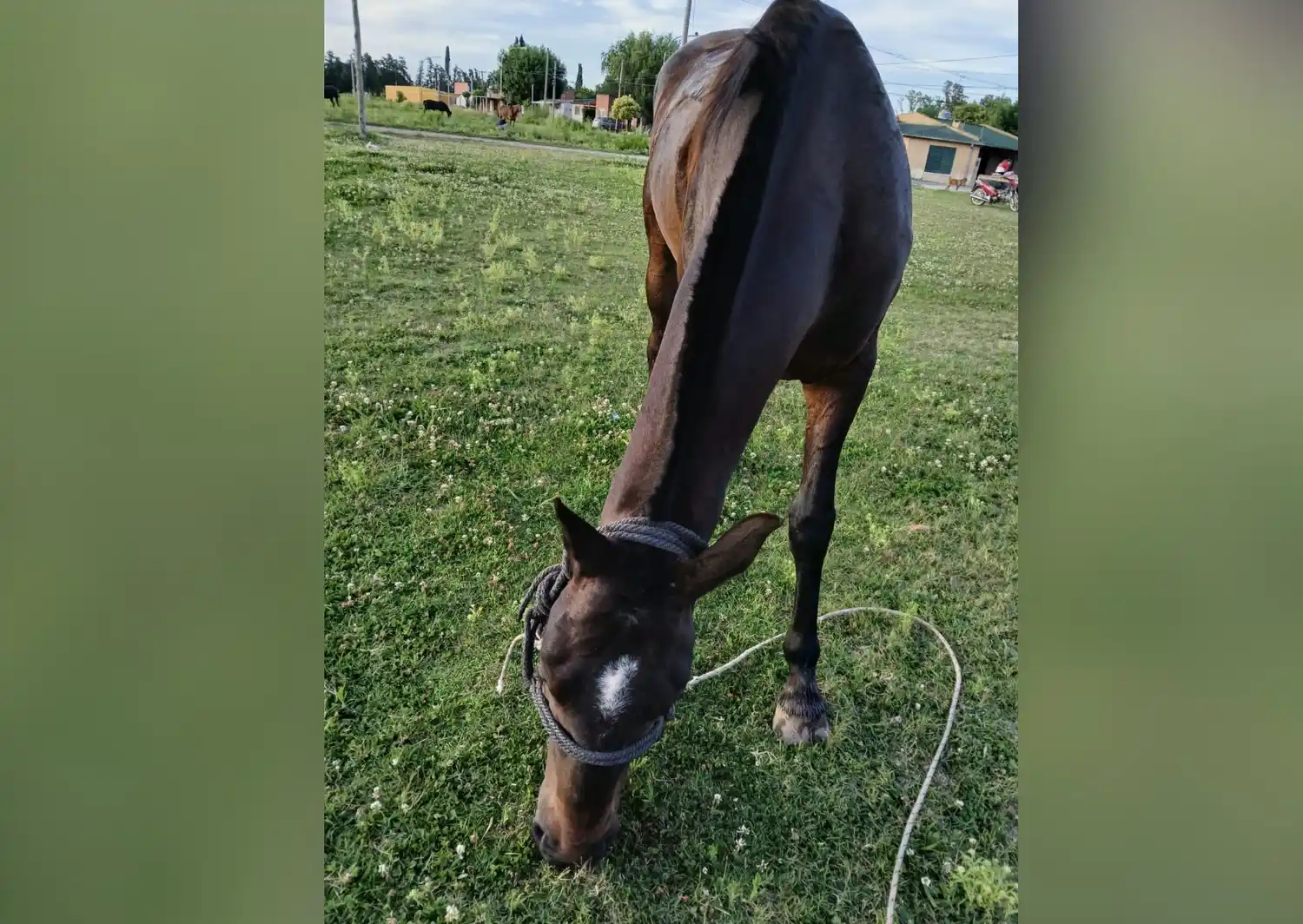 Manchitas, yegua de Joaquín, adolescente con TEL