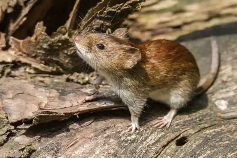 Falleció en Rosario un hombre por Fiebre Hemorrágica Argentina